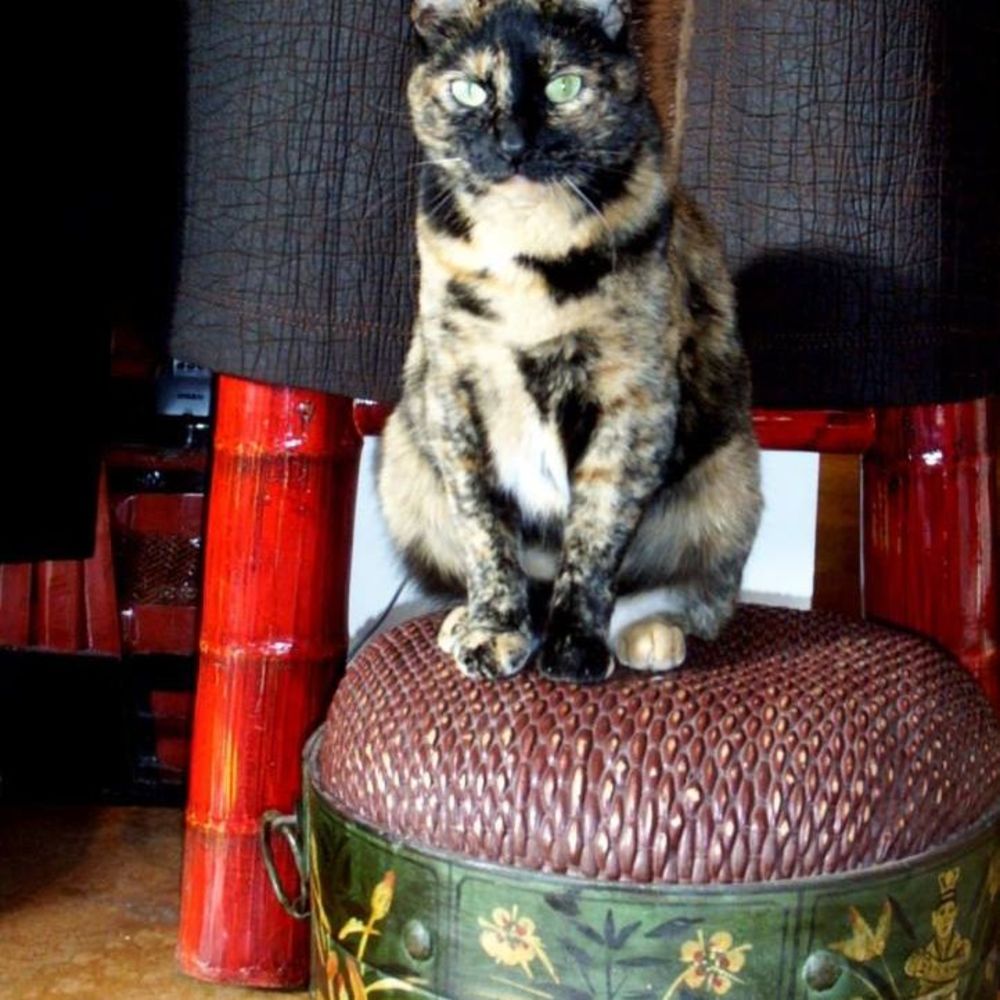 Meet your Posher, Fong